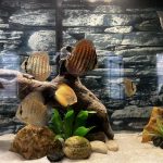 Classic Leopard Discus, Green Base photo review
