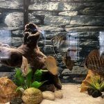 Classic Leopard Discus, Green Base photo review