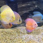 Discus Icons Collection: The Most Classic Discus of All Time, 9x photo review