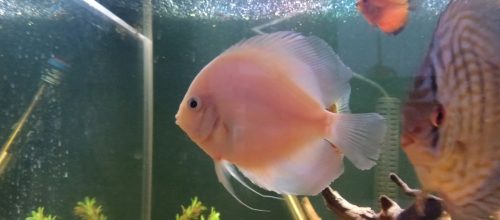Snow White Discus photo review