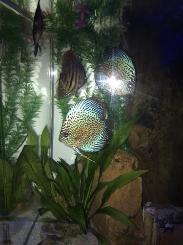 Blue Leopard Discus, Orange Base photo review