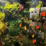 Checkerboard Pigeon Discus, Thick Pattern, Proven Breeding Pair photo review