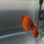 Checkerboard Pigeon Discus, Thick Pattern, Proven Breeding Pair photo review