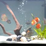 Classic Red Diamond Discus photo review