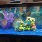 German Red Turquoise Discus, Red Base photo review