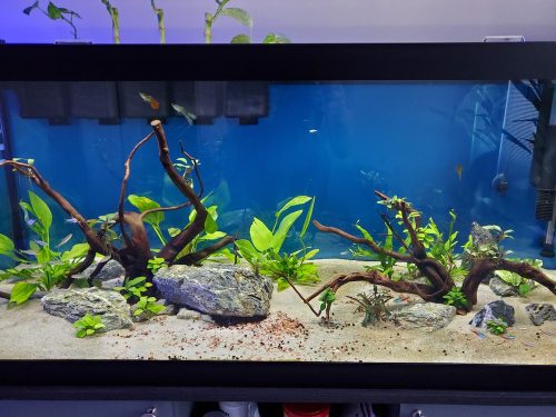 Cardinal Tetra (As seen at National Aquarium), Fat AAA Grade photo review