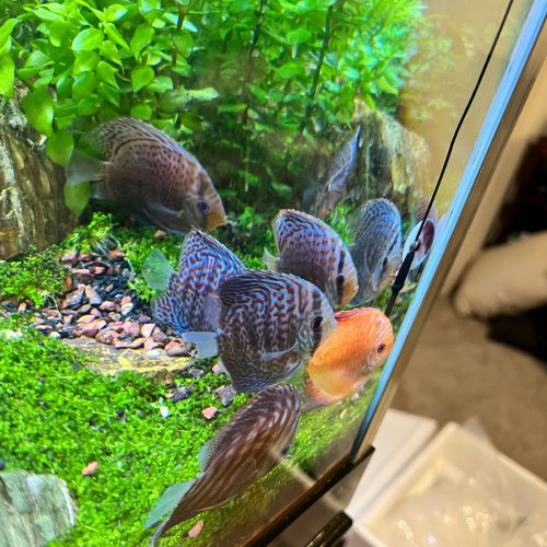 Golden Melon Throwback Discus photo review