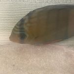 Wild Tefe Red-Spotted Green Discus photo review