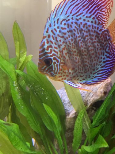 Blue Leopard Discus, Orange Base photo review