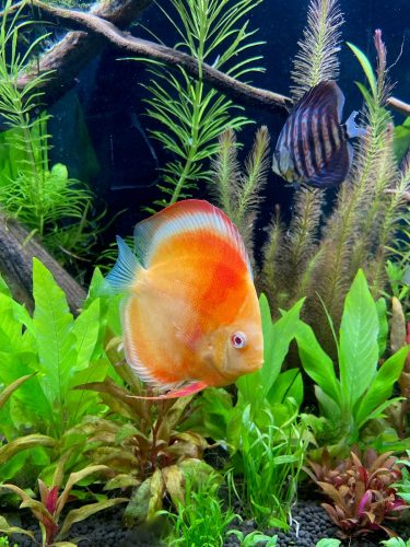 Albino Red Golden Melon Discus photo review