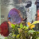 Red F1 Heckel x Alenquer Discus photo review