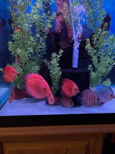 Carnation Pigeon Discus photo review