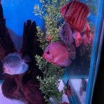 Blue Mercury Discus photo review