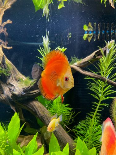 Tangerine Golden Melon Discus photo review