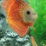 Super Pigeon Snakeskin Discus, Yellow Base photo review