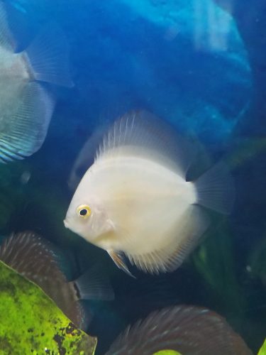 Golden Lollipop Discus photo review