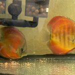 Red Cover Discus, Proven Breeding Pair photo review