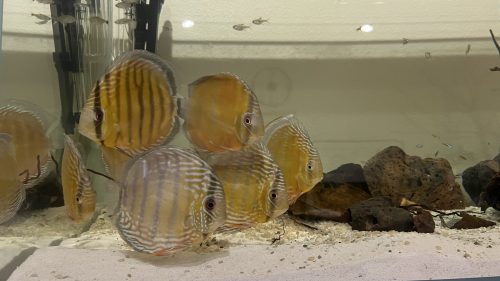 Wild Mangal Discus photo review