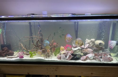 Classic Leopard Discus, Blue Base photo review