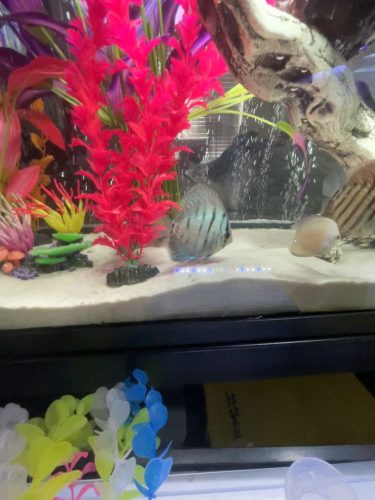 Striated Cobalt Discus photo review