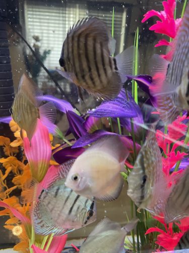 Striated Alenquer Cross Discus, Brown Base photo review