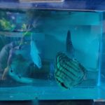 Striated Alenquer Cross Discus, Brown Base photo review
