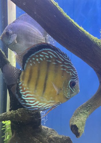 Wild Mangal Discus photo review