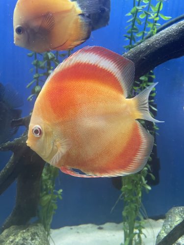 Albino Red Golden Melon Discus photo review