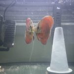 Red Cover Discus, Proven Breeding Pair photo review