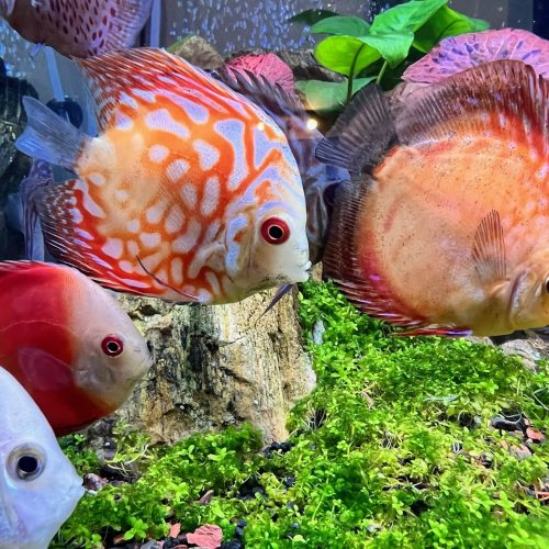 Golden Melon Throwback Discus photo review