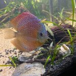 Orange Leopard Snakeskin Discus photo review