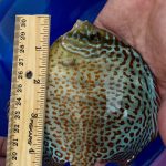 Classic Leopard Discus, Blue Base photo review