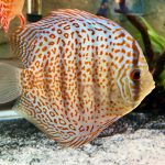 Classic Leopard Discus, Blue Base photo review