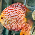 High Bodied Red Pigeon Snakeskin Discus photo review