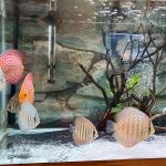 Classic Leopard Discus, Blue Base photo review