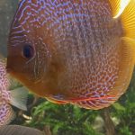 Orange Leopard Snakeskin Discus photo review