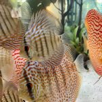 Classic Leopard Discus, Blue Base photo review