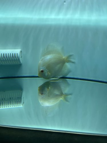 Snow White Discus photo review