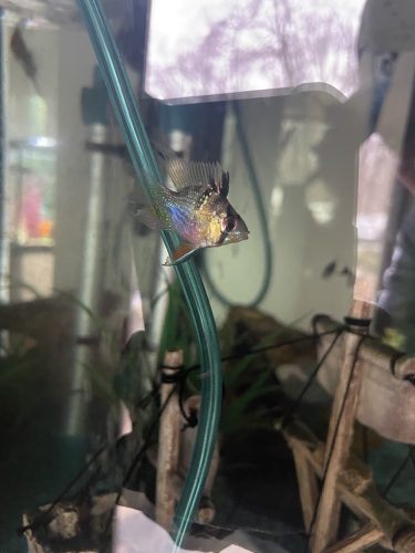 Long-Finned Bubble Ram photo review