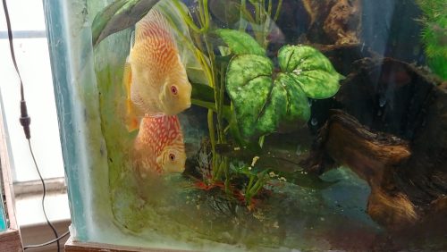 Super Pigeon Snakeskin Discus, Yellow Base photo review
