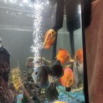 High Bodied Red Pigeon Snakeskin Discus photo review