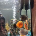 High Bodied Red Pigeon Snakeskin Discus photo review