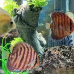 Red F1 Heckel x Alenquer Discus photo review