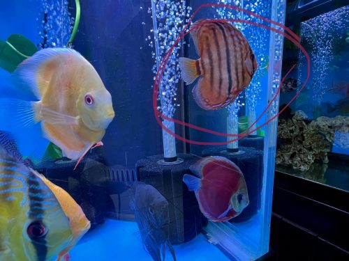Virgin Red Heckel Cross Discus photo review