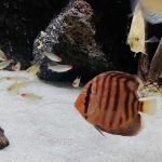 Red F1 Heckel x Alenquer Discus photo review