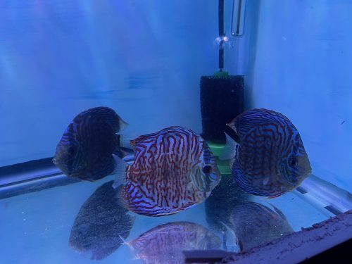 High Bodied Blue Tiger Turquoise Discus photo review