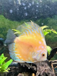 Golden Pigeon Discus photo review