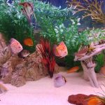 Fiamma Rossa Discus photo review