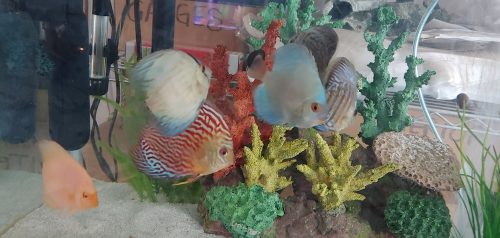 High Bodied Blue Diamond Discus With Deep Blue Gene photo review