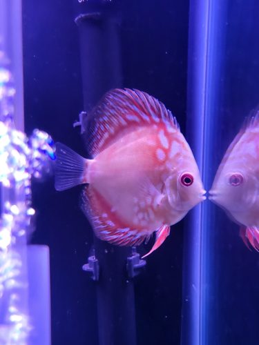Super Carnation Checkerboard Pigeon Discus, Thick Line photo review